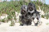 PETIT CHIEN LION 016